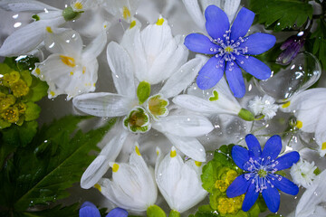 Flowers frozen in ice. Spring delicate flowers. Snowdrops in the ice