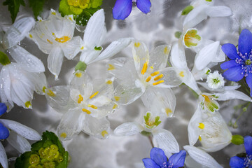 Flowers frozen in ice. Spring delicate flowers. Snowdrops in the ice