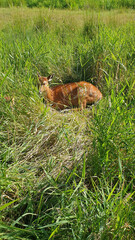 hiking in the grass how nature projects it deer