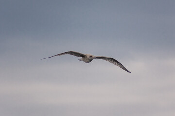 Seagull in the ocean of Senja Island,  Norway
