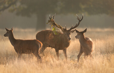 Close up of a Red Deer stag with hinds during rutting season at sunrise