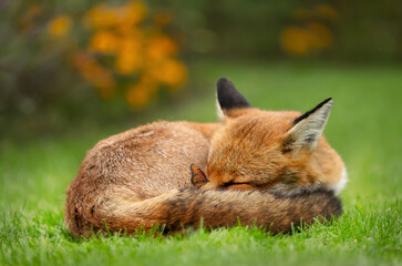 Close up of a sleeping red fox with a butterfly perched on a nose - Powered by Adobe