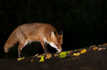 Close up of a Red fox in autumn at night