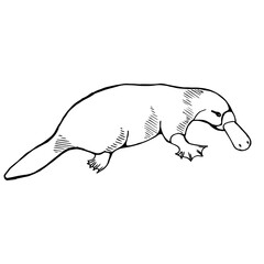 Platypus on the side. Drawing with black lines, marker, line art. Vector illustration