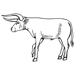 Horned bull on the side. Drawing with black lines, marker. Vector illustration