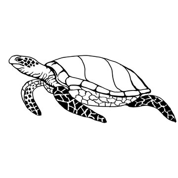 Sea turtle. Drawing with black lines, marker. Vector illustration