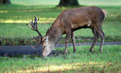 Red deer stag drinking from a water puddle