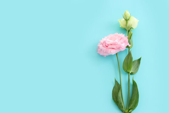 Top view image of delicate lisianthus flowers over pastel blue background
