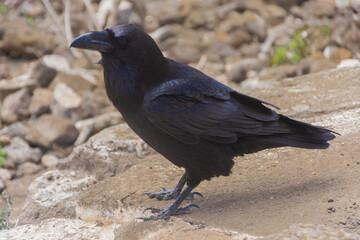 Corvus Corax over a volcano in Lanzarote island,  Spain