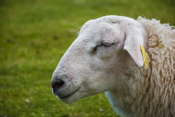 Cute sheep in the green meadow of Lofoten Islands,  Norway