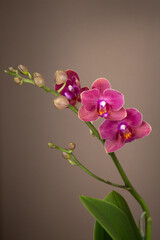 Fototapeta na wymiar pink orchid on a brown, dark background