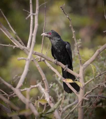 Fototapeten Asian koel (male).Asian koel is a member of the cuckoo order of birds, the Cuculiformes. It is found in the Indian Subcontinent, China, and Southeast Asia.  © Tareq