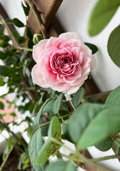 Mary Lennox Rose blooming at early stage surrounded by green leaves