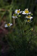  Closeup of white-yellow flower Chamomile - Matricaria chamomilla growing in a garden, Lithuania 