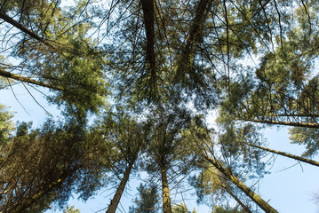 view from bottom to top of trees in forest