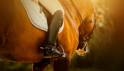 On a bay horse in the saddle sits a rider with stirrups, illuminated by sunlight. Equestrian sports...