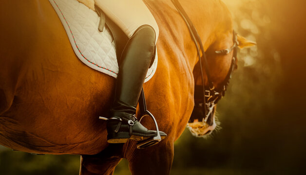 On a bay horse in the saddle sits a rider with stirrups, illuminated by sunlight. Equestrian sports and horse riding. Equestrian life and ammunition.