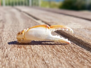 crab claws