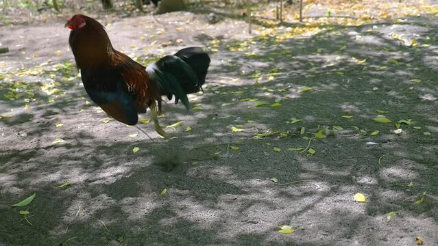A rooster tied to a leg hops and gets excited, in the Philippines