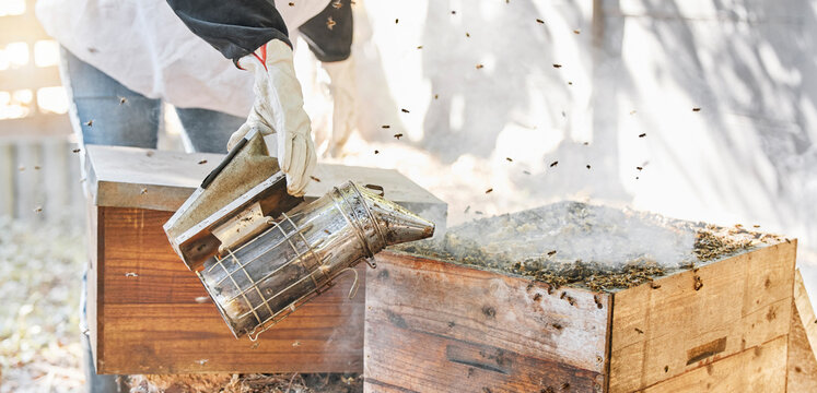 Farm, beekeeping and smoker for sustainable production of honey in an outdoor agriculture industry. Farming, bees and beekeeper or farmer manufacturing honeycomb in eco friendly environment or field.