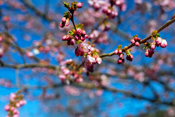 a branch of a fruit tree blooming with pink flowers against the background of other blurred branches and a blue sky as a symbol of spring