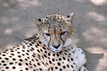 cheetah in south africa