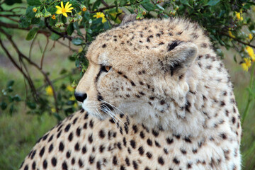 cheetah close up