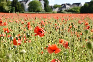 Ein Feld voller roter Mohnblumen