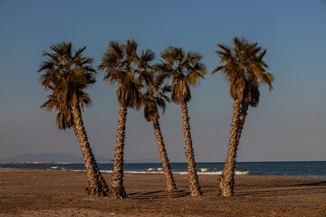 palm tree  Coasta Blanca, Spain