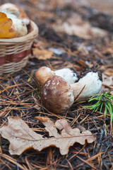 An edible porcini mushroom growing in a forest and hidden under oak leaves and in pine needles. Top view. Selective focus, close up photo