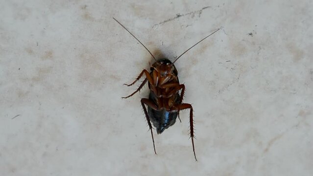 cockroach under insecticide after kitchen floor disinfection, brown danger insect closeup,  pest control, sanitary hygiene diversity