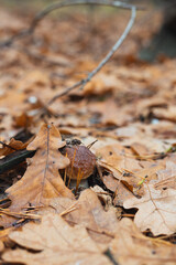 An edible porcini mushroom growing in a forest and hidden under oak leaves. Selective focus