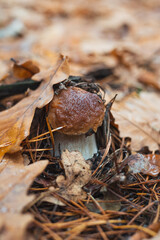 An edible porcini mushroom growing in a forest and hidden under oak leaves and in pine needles. Selective focus, close up photo