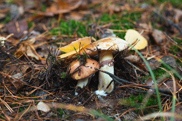 An edible Suillus mushrooms growing in a forest and hidden under oak leaves and in pine needles. Selective focus, close up photo