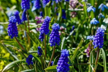 Muscari flowers, Muscari armeniacum, Grape Hyacinths spring flowers blooming in april and may. Muscari armeniacum plant with blue flowers