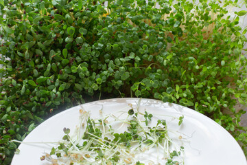 Fototapeta na wymiar Fresh micro greens closeup. Top view on growing arugula for healthy salad. Home garden and healthy lifestyle concept, vegan. Selective focus