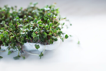 Arugula seedling grown on a paper towel on sunny window ledge, fun way to reuse, recycle and grow your own. Selective focus. Home garden and healthy lifestyle concept, vegan. Copy space