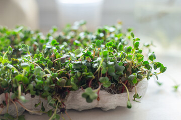 Close up arugula seedling grown on a paper towel on sunny window ledge, fun way to reuse, recycle and grow your own. Selective focus. Home garden and healthy lifestyle concept, vegan