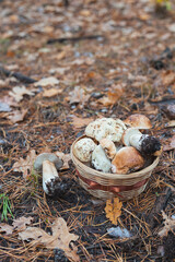 Basket of mushrooms in autumn forest. Selective focus.