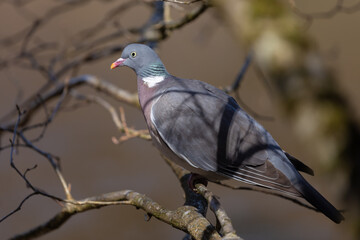pigeon on a branch