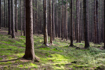 Naklejka premium Tranquil forest scene
