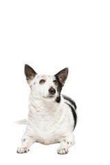 Black-white dog looks up, on a white background isolate.