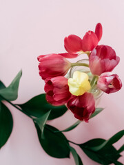 Bouquet of pink and yellow tulips in a jar on a pink background