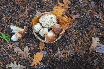 Basket of mushrooms in autumn forest. Selective focus.