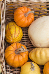 Basket of pumpkins. Halloween.  Agriculture. Rustic decoration. Orange. 