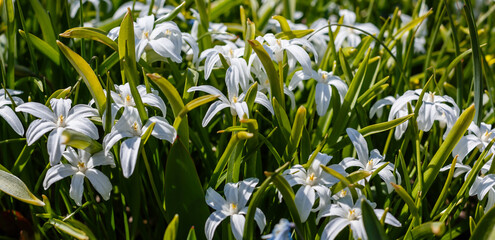 Scilla luciliae, sort alba is a perennial bulbous plant; species of the genus Scilla ( Scilla )