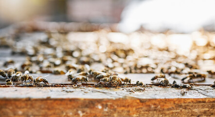 Farm, honey and agriculture with a bee colony outdoor in the countryside for natural farming or...