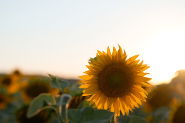 Obraz premium Tournesol en fin de journée