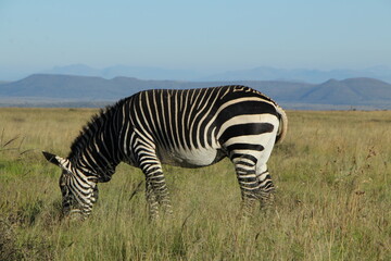 Fototapeta na wymiar Endangered Cape Mountain Zebra in the Mountain Zebra National Park, eastern Cape, South Africa