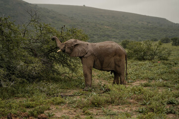 Fototapeta premium Elefante salvaje comiendo de un árbol en un safari en sudáfrica
